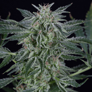 Critical Jack - Autofloraison - Silent Seeds | ROOTS-SEES.FR