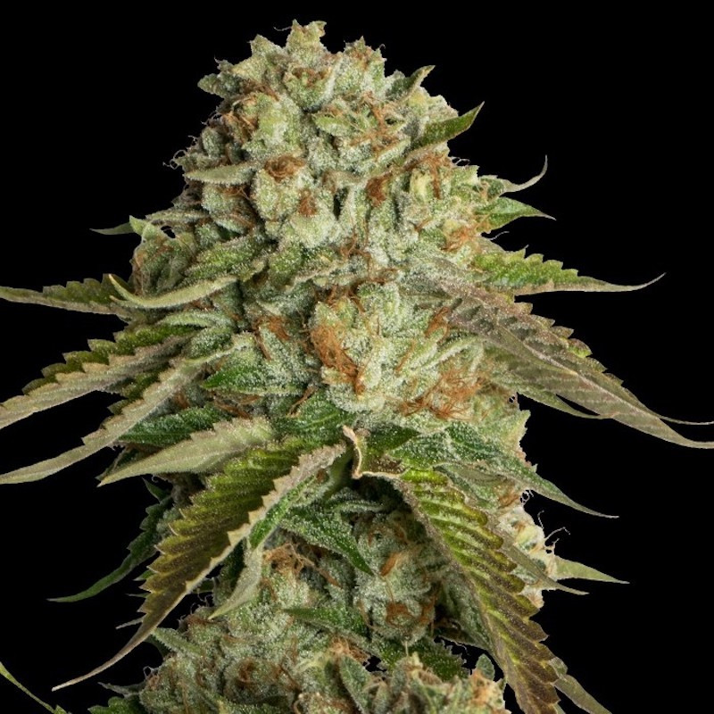 Kosher kush reserva privada féminisée Kosher kush reserva privada féminisée