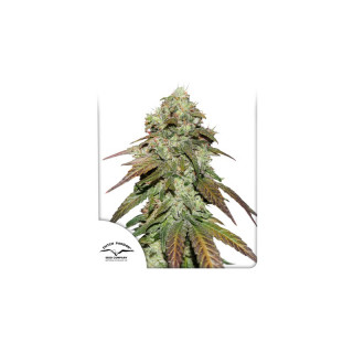CBD Mazar - FEM - Dutch Passion