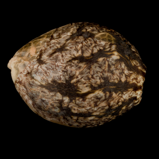 L.A. Vanilla Cake Auto - Autofloraison - Silent Seeds | ROOTS-SEEDS.FR
