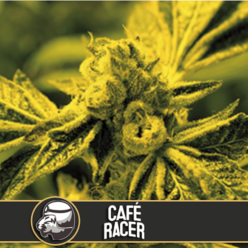 Café Racer - Féminisée - Blimburn American Genetics