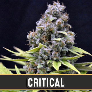 Critical - Autofloraison - Blimburn Seeds