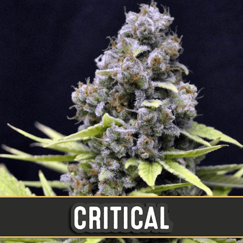 Critical - Autofloraison - Blimburn Seeds