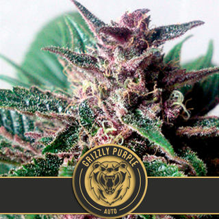 Grizzly Purple -  Autofloraison - Blimburn Seeds