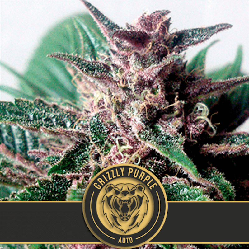 Grizzly Purple -  Autofloraison - Blimburn Seeds