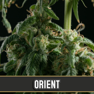 Orient - Autofloraison - Blimburn Seeds