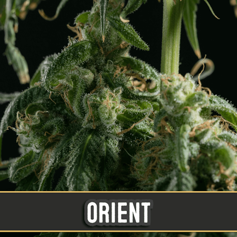 Orient - Autofloraison - Blimburn Seeds
