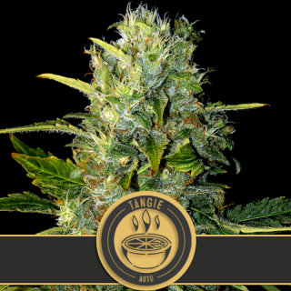 Tangie -  Autofloraison - Blimburn Seeds