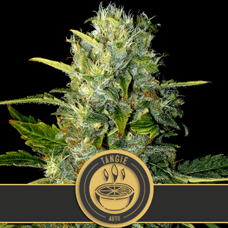 Tangie -  Autofloraison - Blimburn Seeds