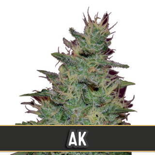 AK auto blimburn seeds