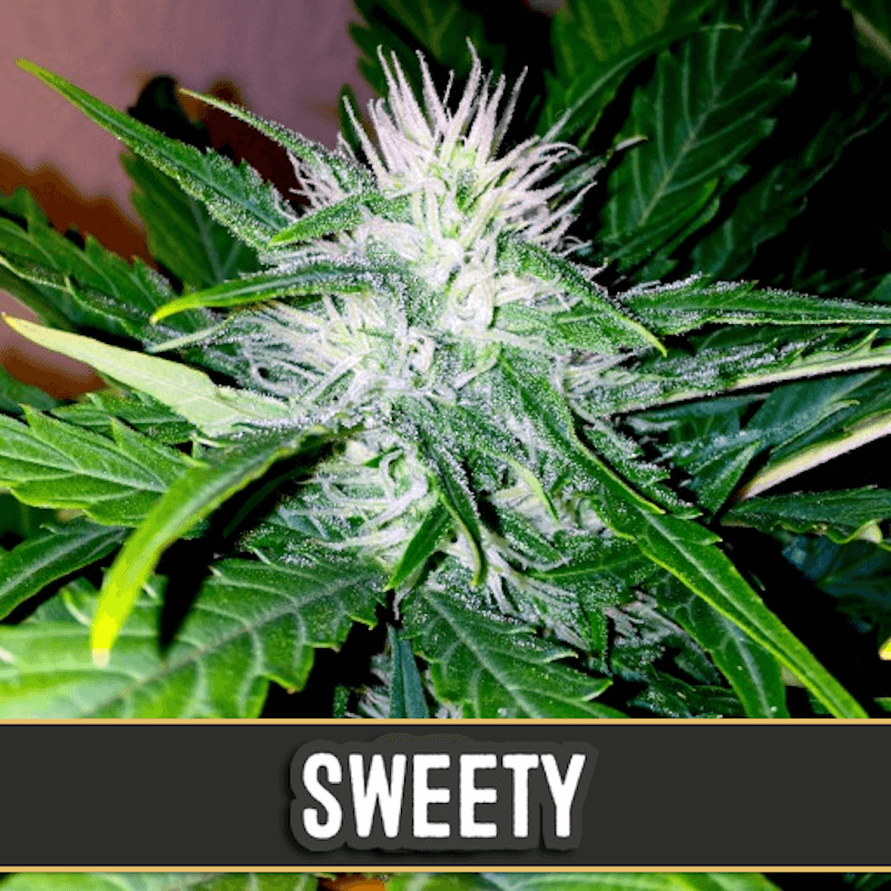 Sweety - Autofloraison - Blimburn Seeds