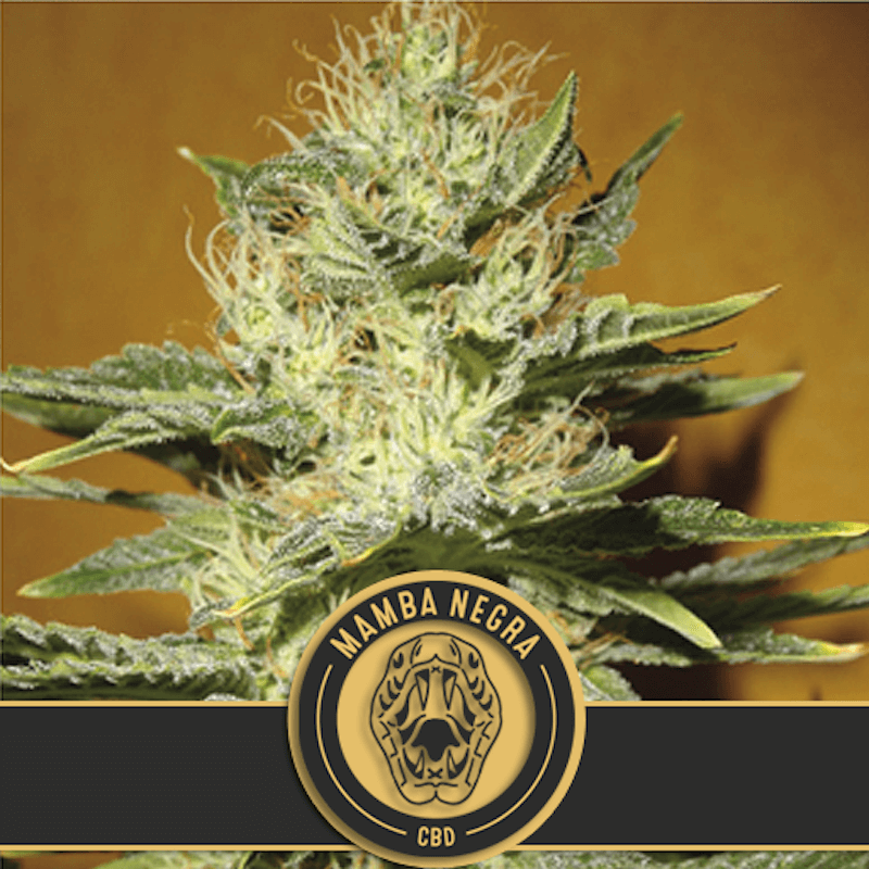 Mamba negra high CBD - blimburn Mamba negra high CBD - blimburn