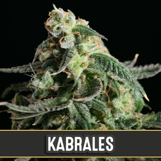 Kabrales - Autofloraison - Blimburn Seeds