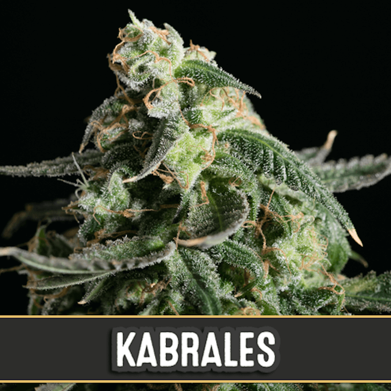 Kabrales - Autofloraison - Blimburn Seeds