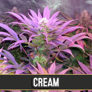 Cream - Autofloraison - Blimburn Seeds