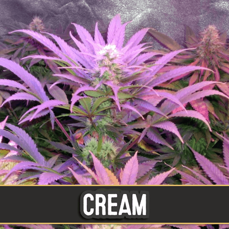 Cream - Autofloraison - Blimburn Seeds