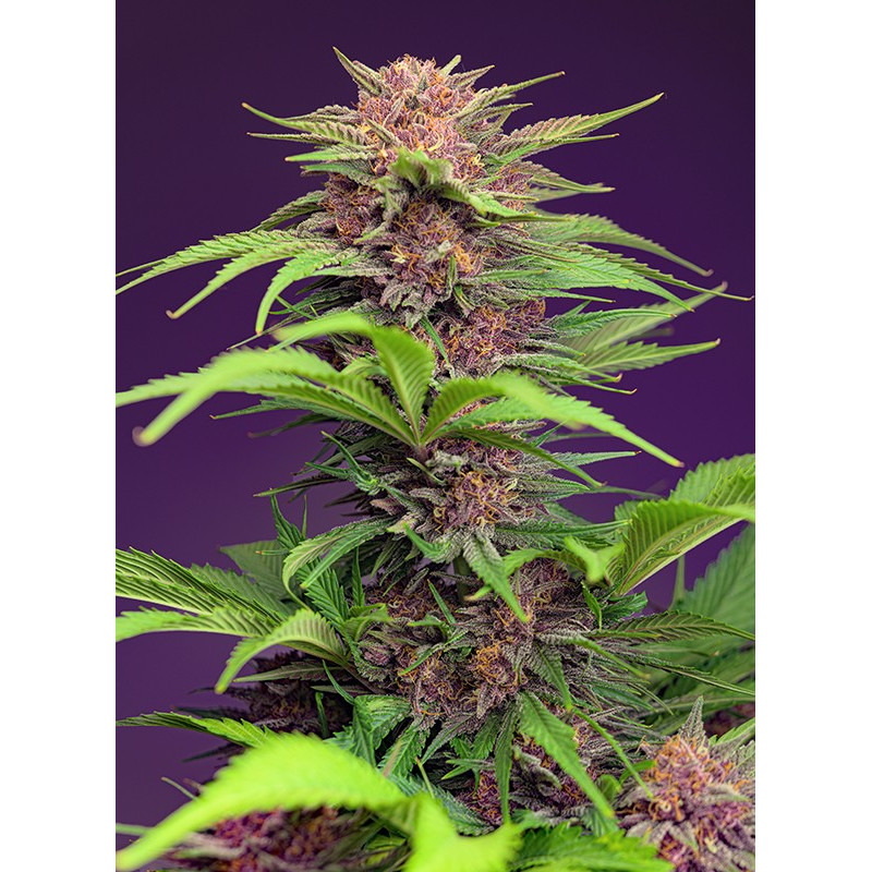 Red Mimosa XL Auto - Sweet Seeds Red Mimosa XL Auto - Sweet Seeds