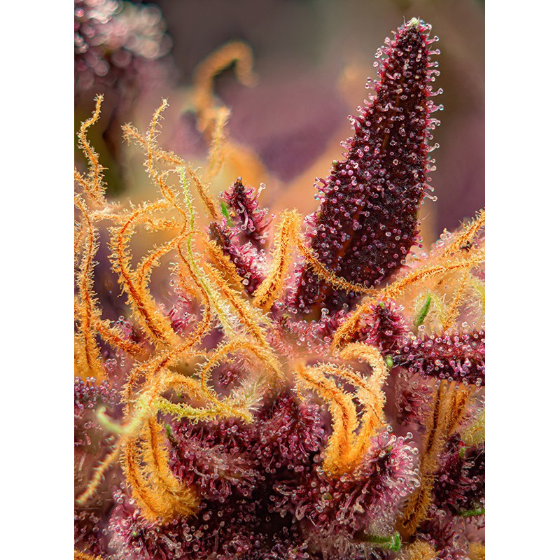 Red Mimosa XL Auto - Sweet Seeds Red Mimosa XL Auto - Sweet Seeds