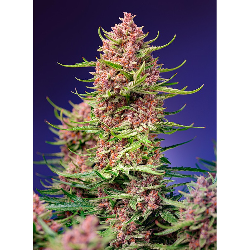 Strawberry Cola Sherbet F1 Fast Version Strawberry Cola Sherbet F1 Fast Version
