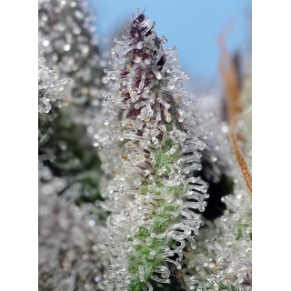 Orange Apricot Glue XL - Autofloraison - Sweet Seeds