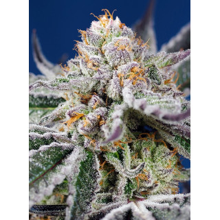Orange Apricot Glue XL - Autofloraison - Sweet Seeds