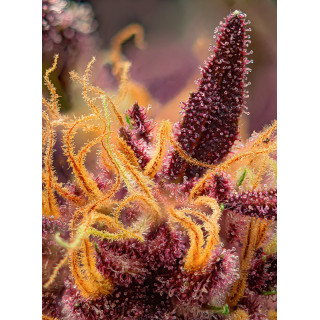 Mimosa Bruce Banner XL - Autofloraison - Sweet Seeds