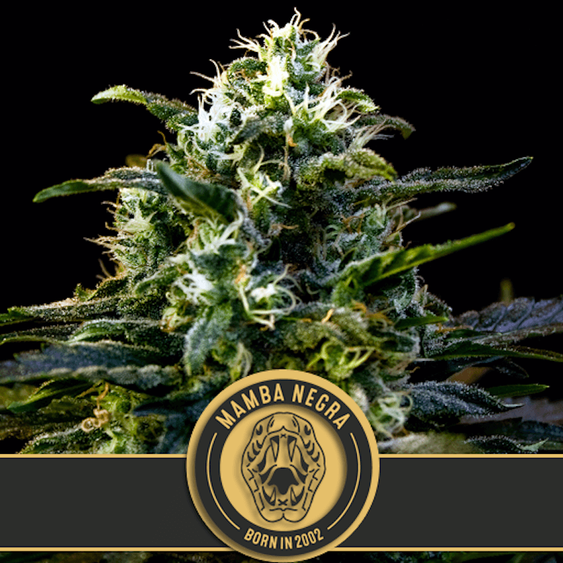 Mamba negra blimburn seeds Mamba negra blimburn seeds