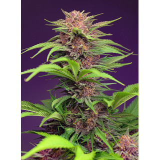 Sweet Mandarine Zkittlez - F1 Fast Version - Sweet Seeds