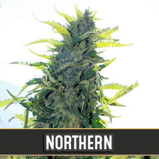 Northern Lights -   Autofloraison - Blimburn Seeds