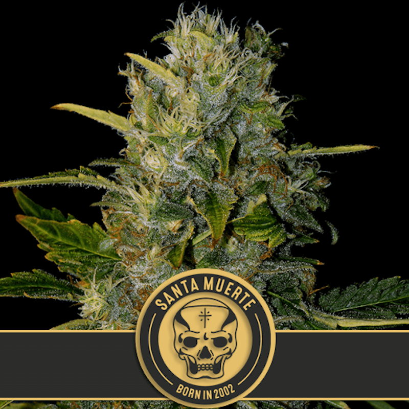 Santa muerte blimburn seeds Santa muerte blimburn seeds