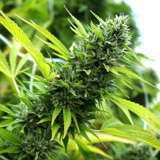 Banana Sapphire - Féminisée - Humboldt Seeds