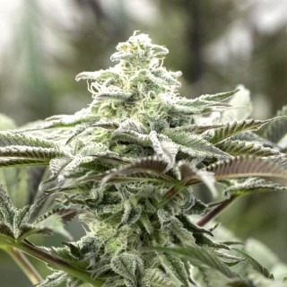 Lemon Citron - Féminisée - Humboldt Seeds