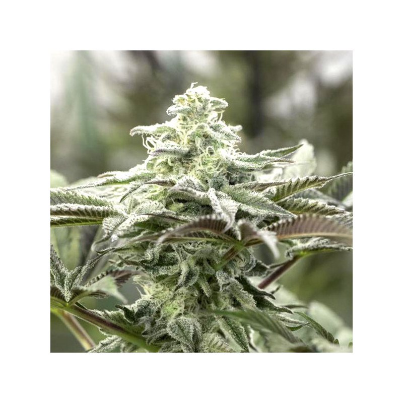 Lemon Citron - Féminisée - Humboldt Seeds