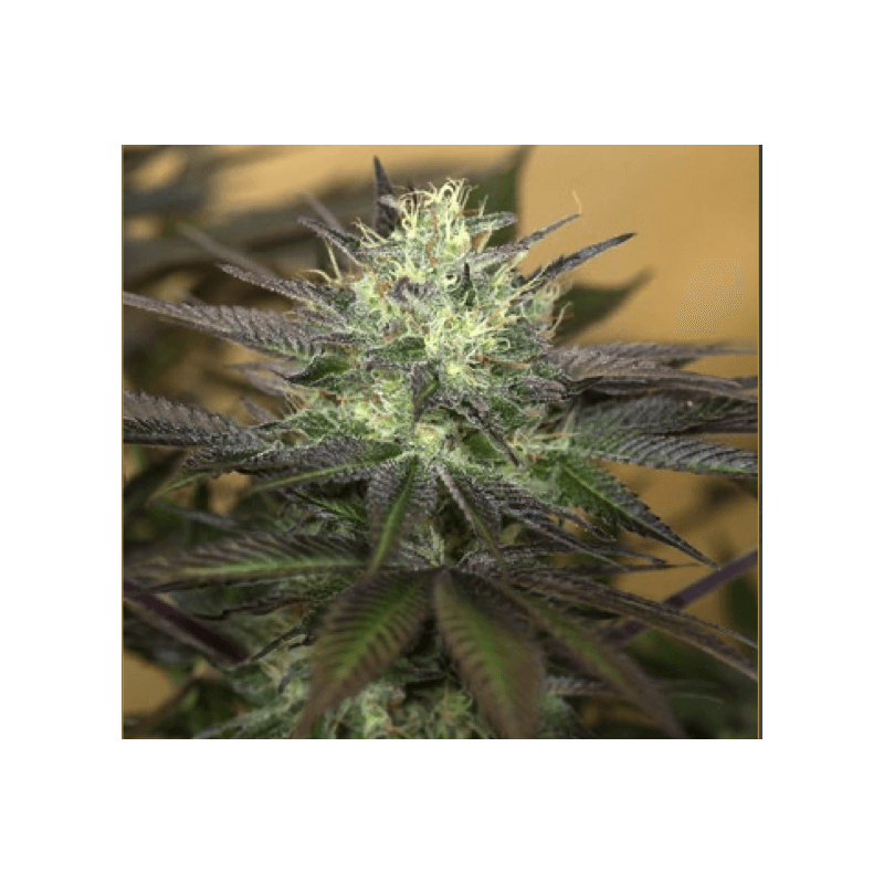 Sapphire OG - Humboldt Seeds - 1 Sapphire OG - Humboldt Seeds - 1
