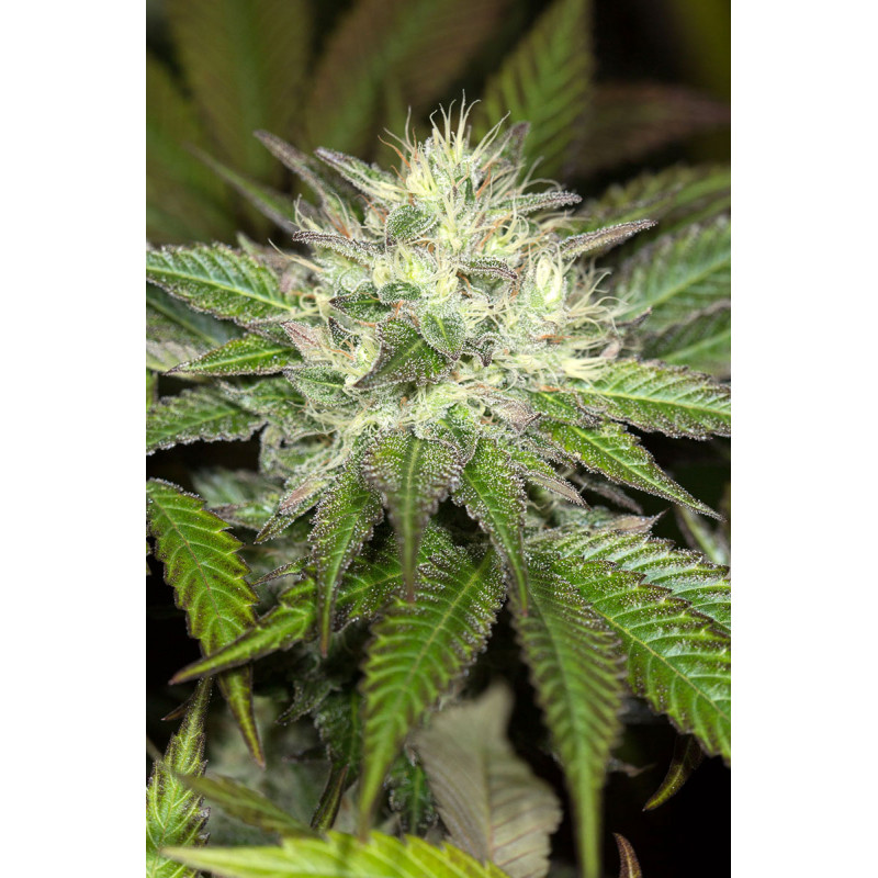 Sapphire OG - Humboldt Seeds - 2 Sapphire OG - Humboldt Seeds - 2