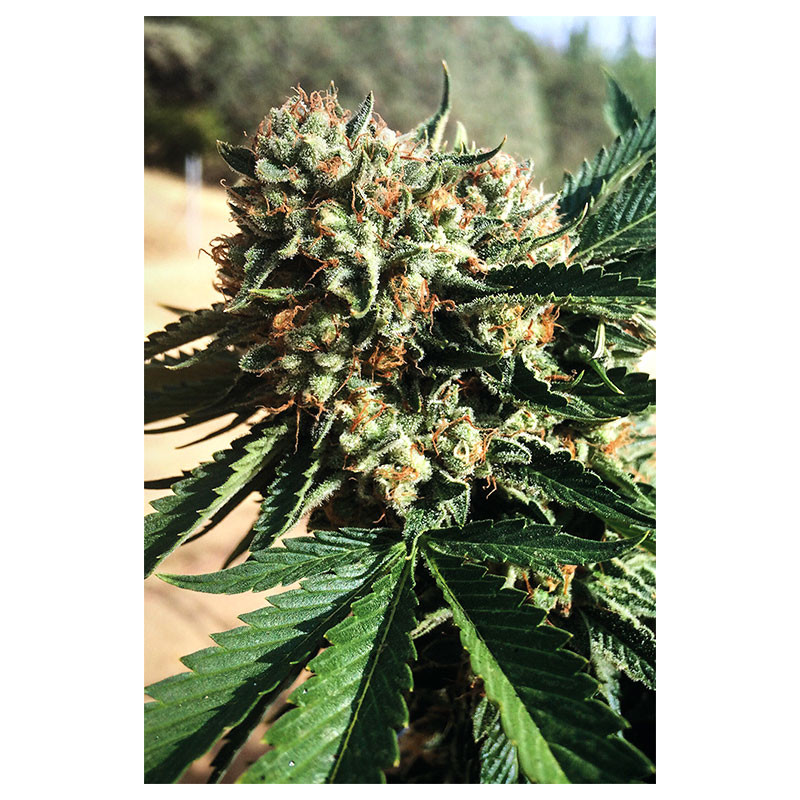 Sapphire OG - Humboldt Seeds - 4 Sapphire OG - Humboldt Seeds - 4