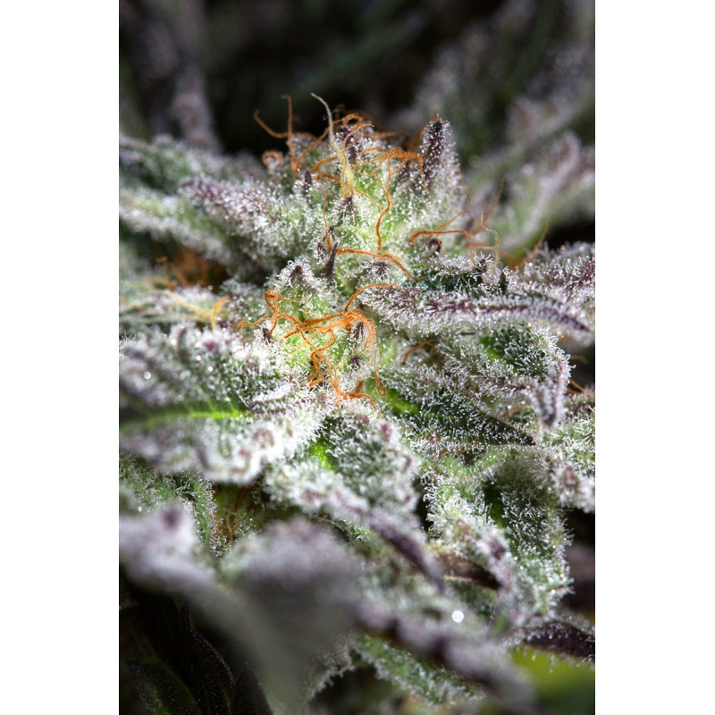 Sapphire OG - Humboldt Seeds - 3 Sapphire OG - Humboldt Seeds - 3