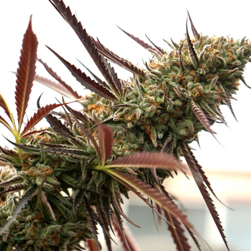 Ghost of NYC - Humboldt Seeds 1 Ghost of NYC - Humboldt Seeds 1