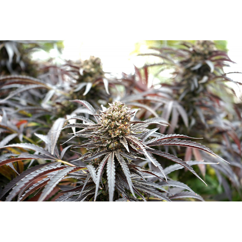 Ghost of NYC - Humboldt Seeds - 2 Ghost of NYC - Humboldt Seeds - 2