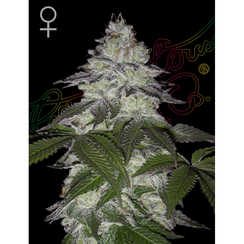 Milky Dreams - Green House Seeds Milky Dreams - Green House Seeds