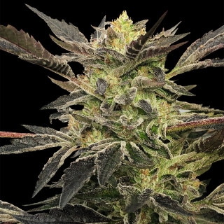 Pink Sunset - Autofloraison - Silent Seeds