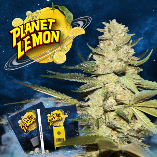 Planet Lemon - Féminisée - TH Seeds | ROOTS-SEEDS.FR