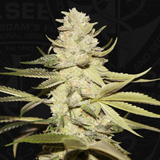 Planet Lemon - Féminisée - TH Seeds | ROOTS-SEEDS.FR