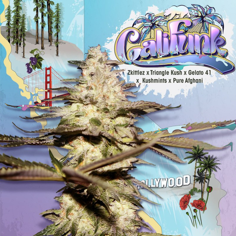 Califunk - Féminisée - TH Seeds Califunk - Féminisée - TH Seeds