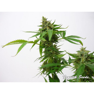 Brain Crushers - Féminisée - Fanatik Seeds