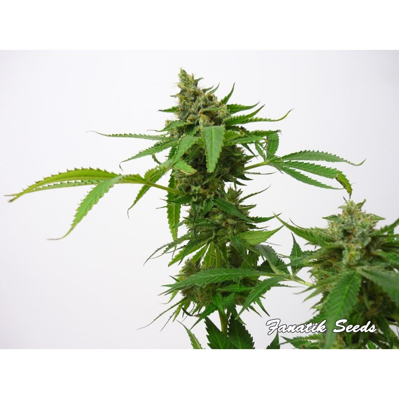 Brain Crushers - Féminisée - Fanatik Seeds
