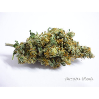 Brain Crushers - Féminisée - Fanatik Seeds