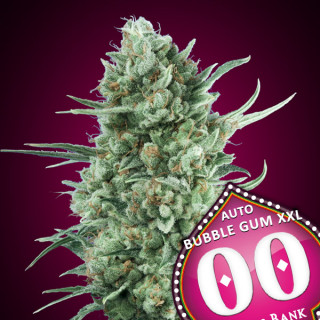 Bubble Gum XXL - Autofloraison - 00 Seeds Bank|ROOTS - SEEDS .FR
