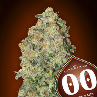 Chocolate Skunk - Autofloraison - 00 Seeds Bank | ROOTS-SEEDS .FR