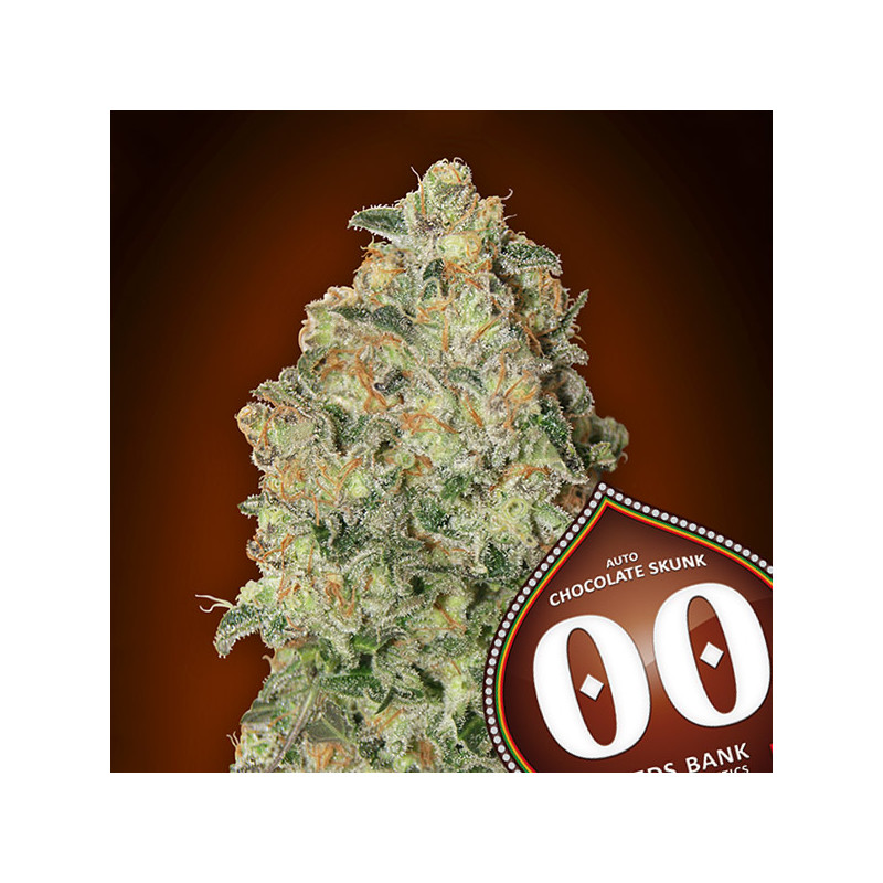 Chocolate Skunk - Autofloraison - 00 Seeds Bank | ROOTS-SEEDS .FR